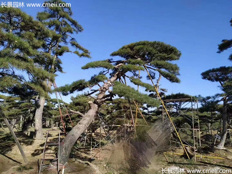 景觀樹造型黑松大型地景