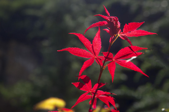 中國紅楓貴還是日本紅楓貴