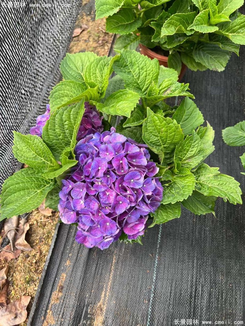 繡球花八仙花圖片基地實拍