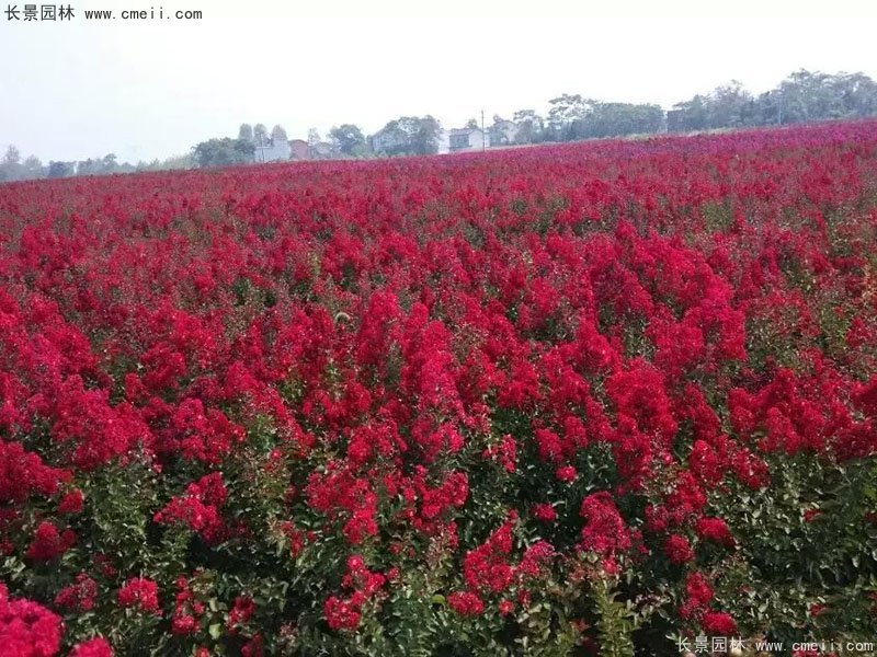 美國三紅紫薇紅花國旗紅大紅紫薇