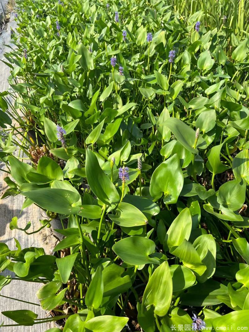 水生濕地植物梭魚(yú)草