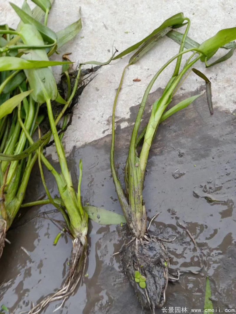 水生濕地植物梭魚(yú)草