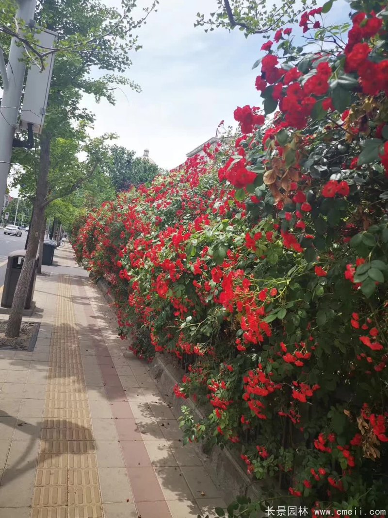 紅花薔薇開(kāi)花效果圖花墻