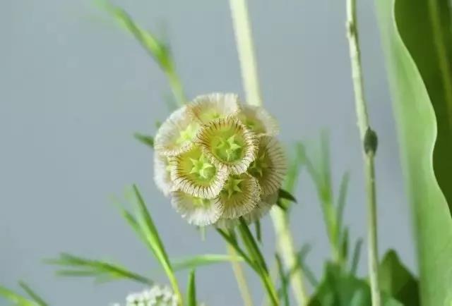 輪峰菊的形態(tài)特征、生長習(xí)性及種植方法