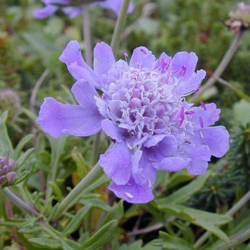 輪峰菊的形態(tài)特征、生長習(xí)性及種植方法