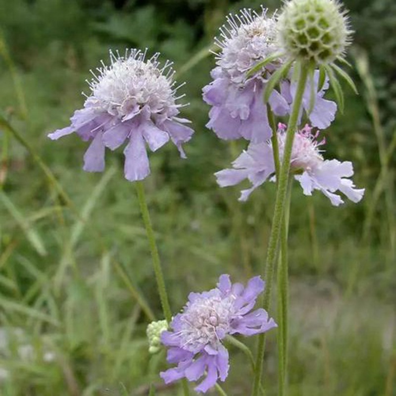 輪峰菊的形態(tài)特征、生長習(xí)性及種植方法