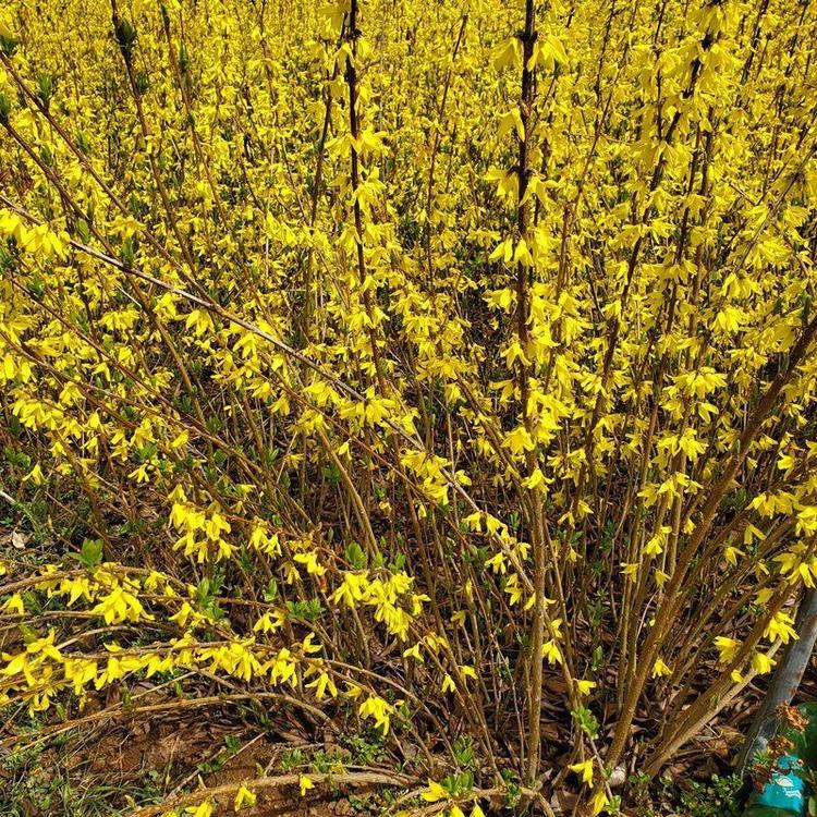 金鐘花春天開(kāi)花的樣子盛花期